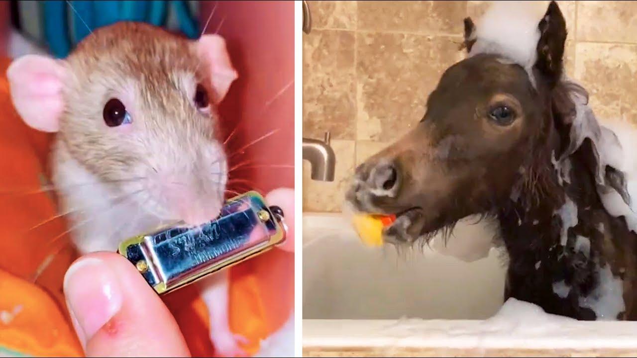 Embedded thumbnail for I Migliori Video del 2025 || ✪ Stern DuTube con Highlights di Animali Carini