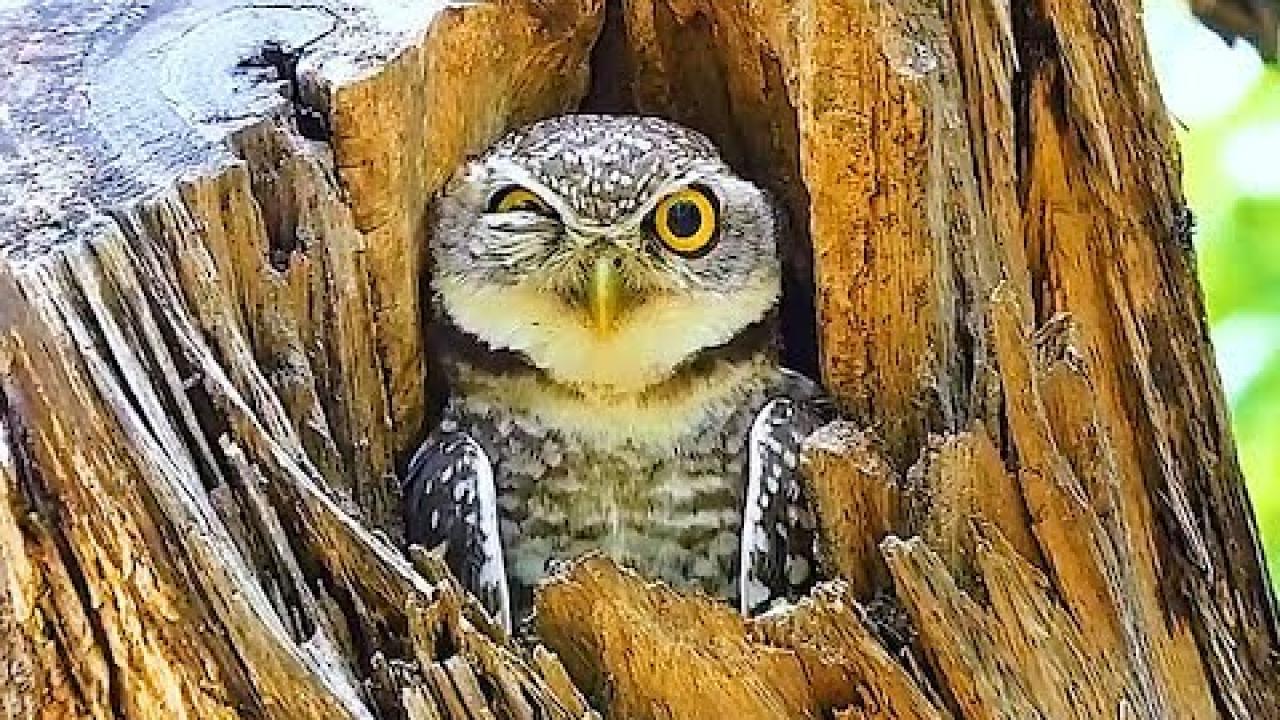 Embedded thumbnail for Die besten Videos Teil 20 || ✪ Stern DuTube: Momenti di falli di cani che ti faranno ridere