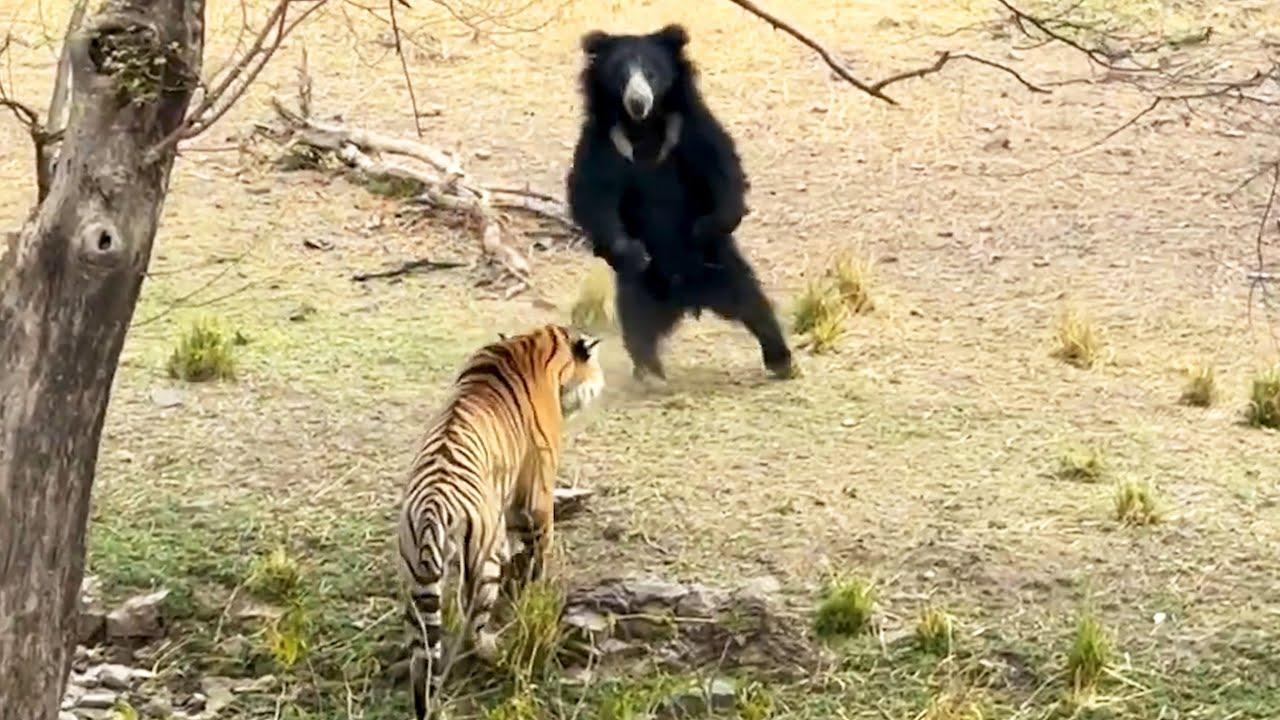 Embedded thumbnail for I migliori video del 2025 || ✪ Stern DuTube: video di gatti divertenti