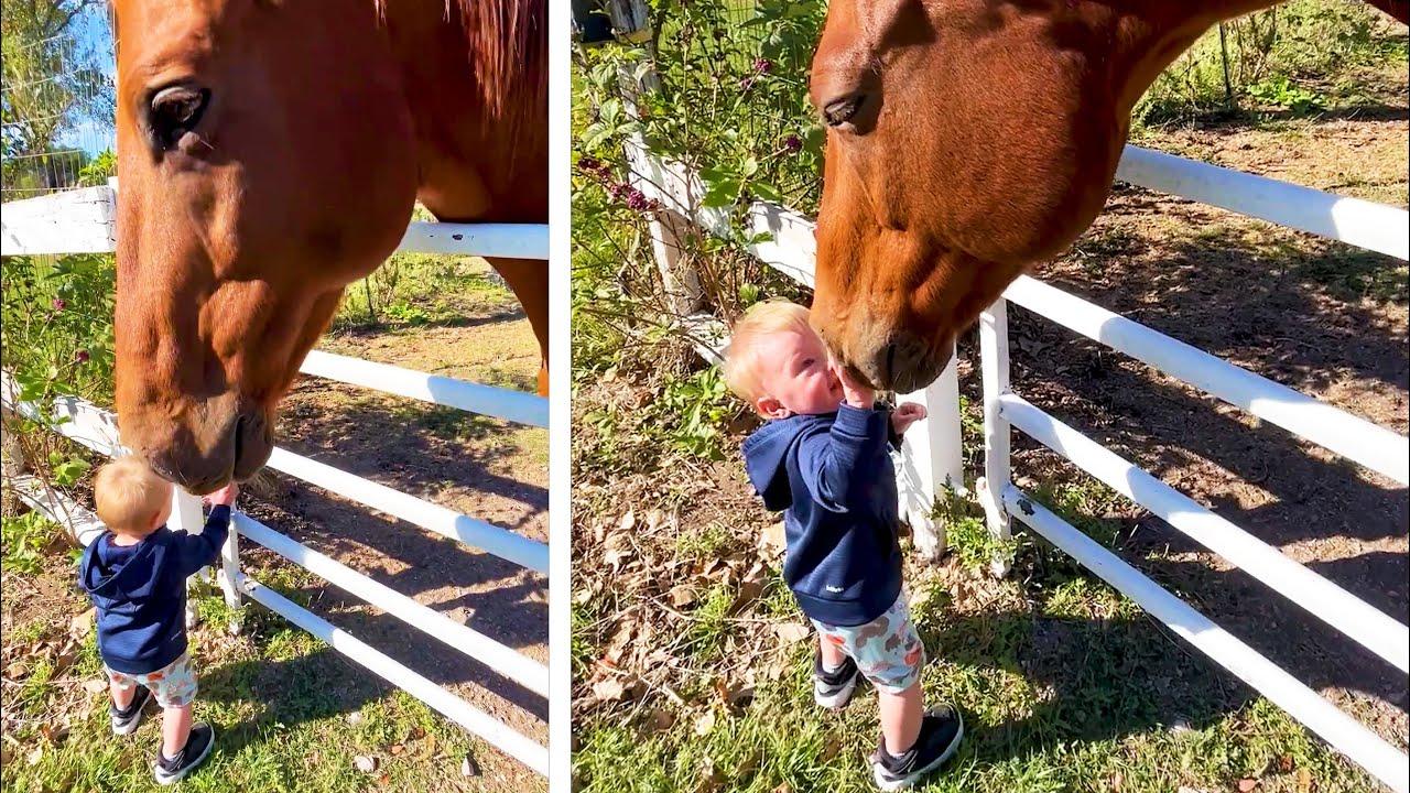 Embedded thumbnail for I migliori video del 2023 (Parte 113) || ✪ Stern DuTube: clip virali di gatti