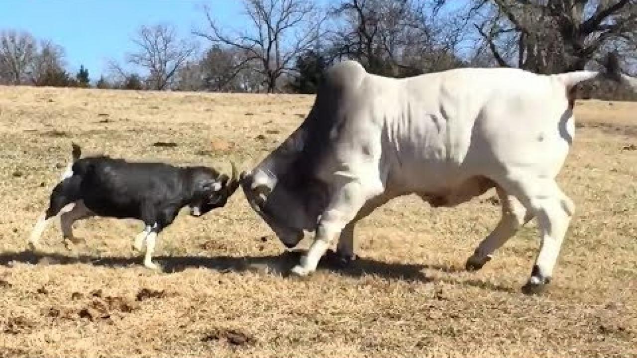 Embedded thumbnail for Coole Videos #306 || ✪ Stern DuTube: Divertenti Clip di Animali e Umorismo Animale 2025