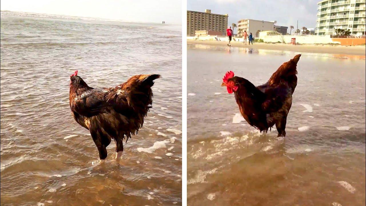 Embedded thumbnail for I migliori video del 2024 || ✪ Stern DuTube momenti carini di animali