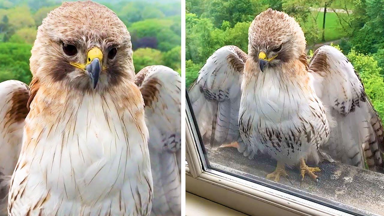 Embedded thumbnail for I migliori video del 2023 (Parte 15) || ✪ Stern DuTube - clip virali di gatti