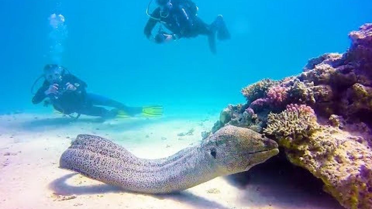 Embedded thumbnail for I migliori video (Parte 30) || ✪ Stern DuTube - Momenti di falli di cani divertenti