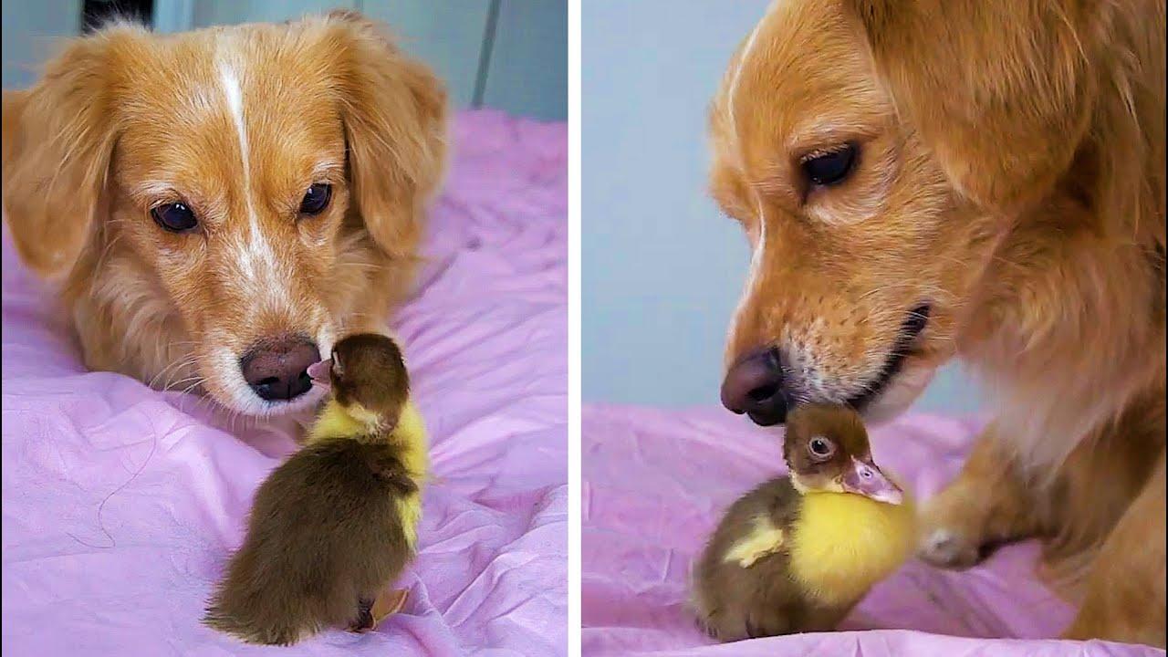 Embedded thumbnail for I migliori video divertenti Parte 13 || ✪ Stern DuTube - video di gatti divertenti