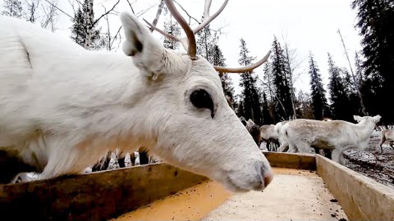 Embedded thumbnail for I migliori video divertenti (Parte 64) || ✪ Stern DuTube - video di gatti divertenti