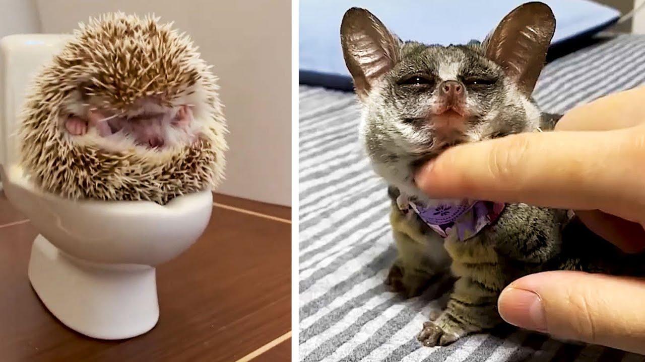 Embedded thumbnail for I Migliori Video Parte 52 || ✪ Stern DuTube: Video Virali di Animali 2025