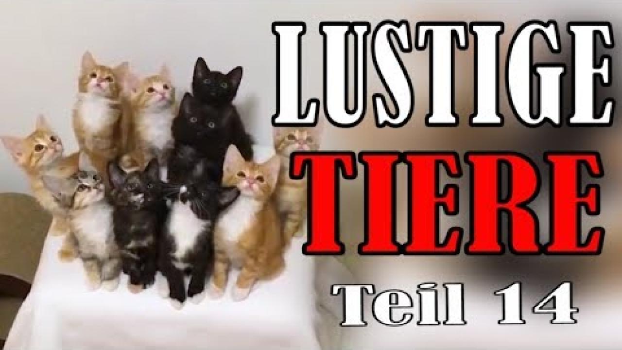 Embedded thumbnail for Video Divertenti di Animali: Süße und Lustige Tiervideos (Parte 14) || ✪ Stern DuTube - Video divertenti di an