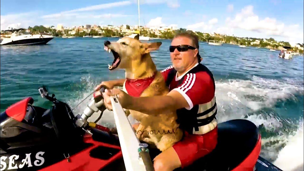 Embedded thumbnail for I migliori video (Parte 104) || ✪ Stern DuTube e trucchi esilaranti di cani