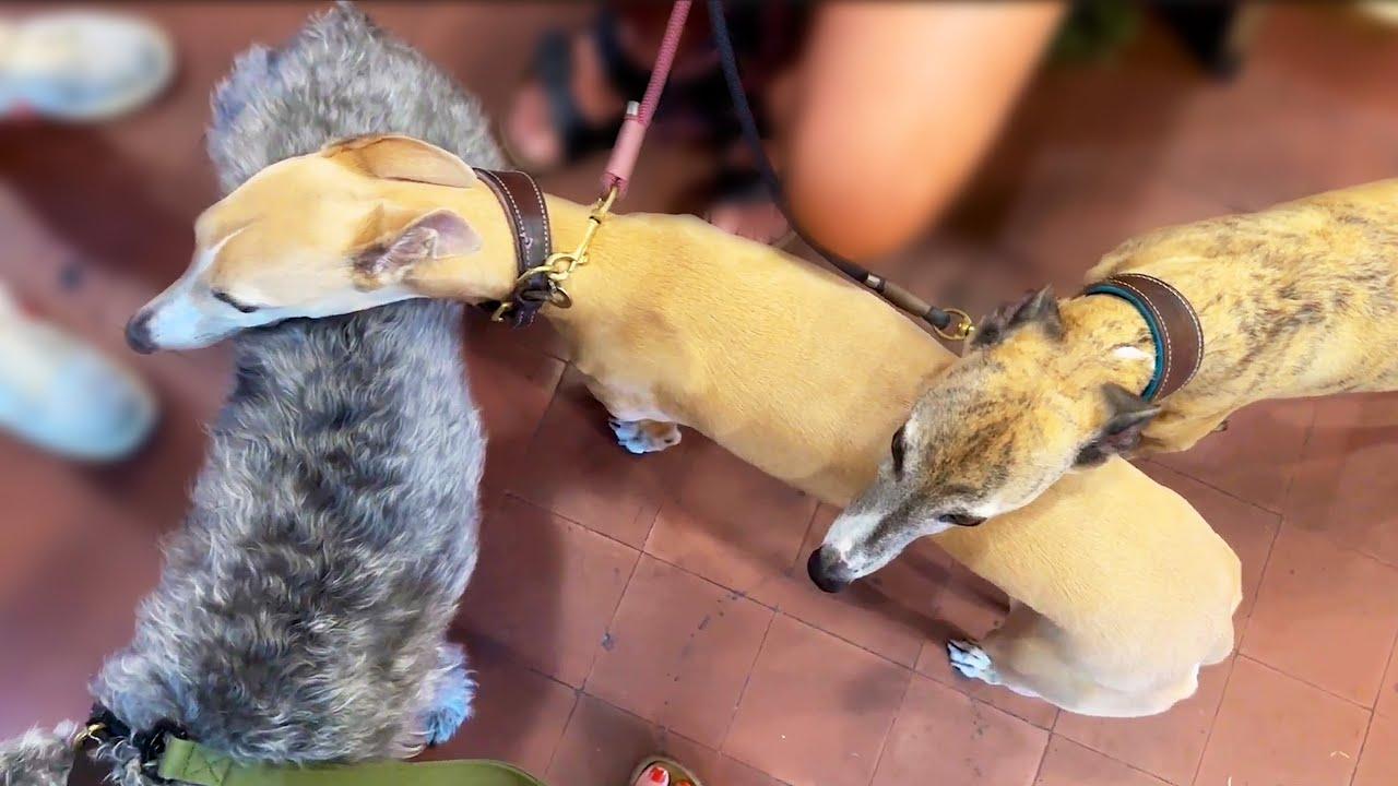 Embedded thumbnail for Die besten Videos 2025 - Stern DuTube con reazioni adorabili di animali