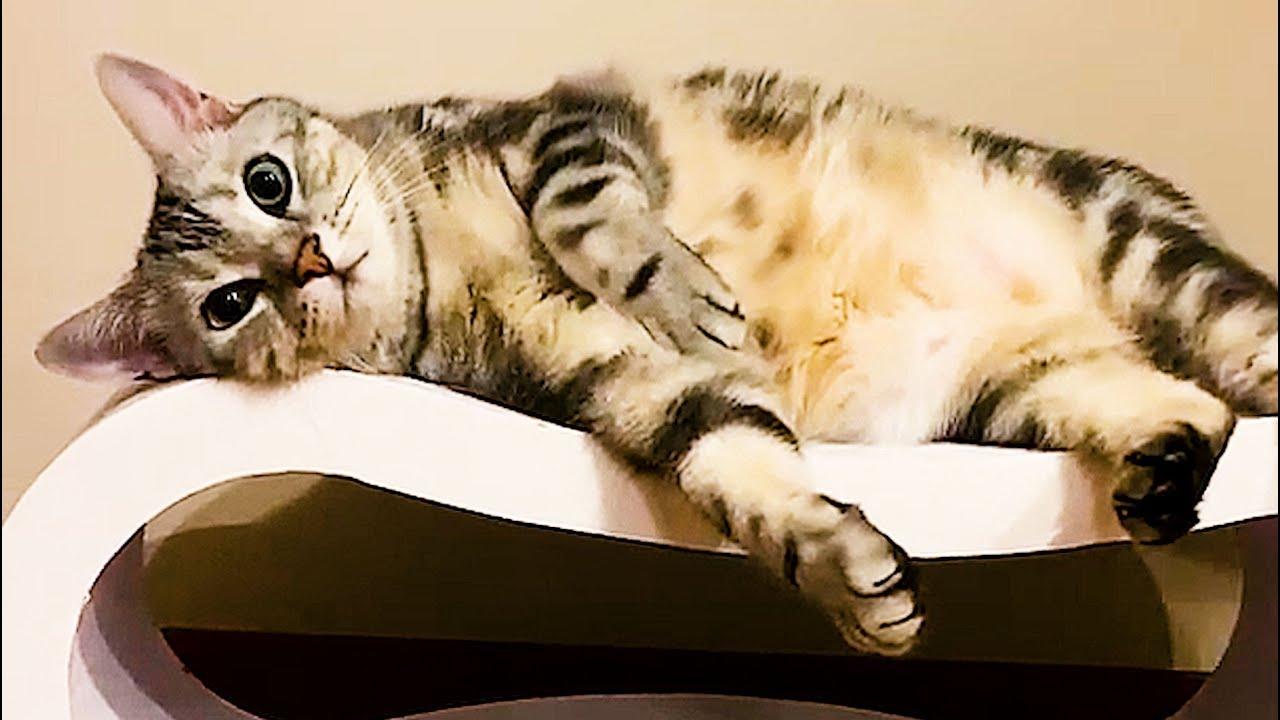 Embedded thumbnail for Die besten Videos aller Zeiten Teil 8 – Virale Videos, die man gesehen haben muss