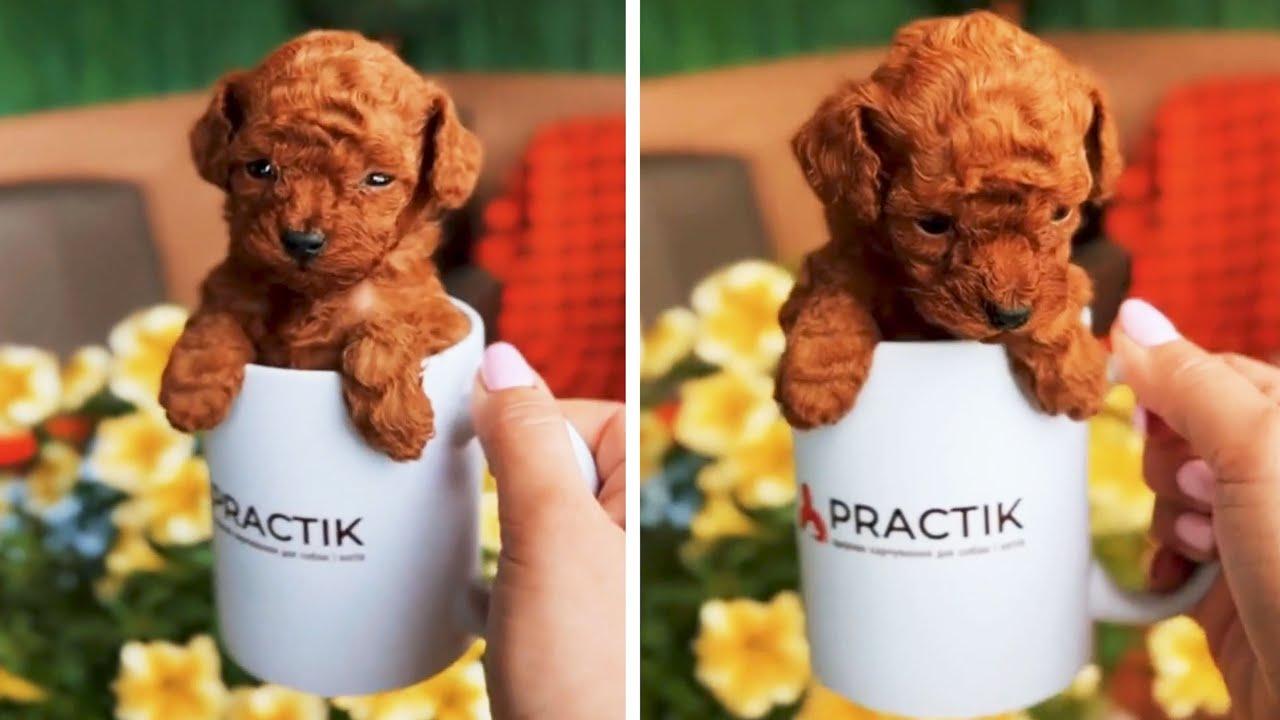 Embedded thumbnail for I migliori video del 2023 (Parte 69) || ✪ Stern DuTube momenti rari