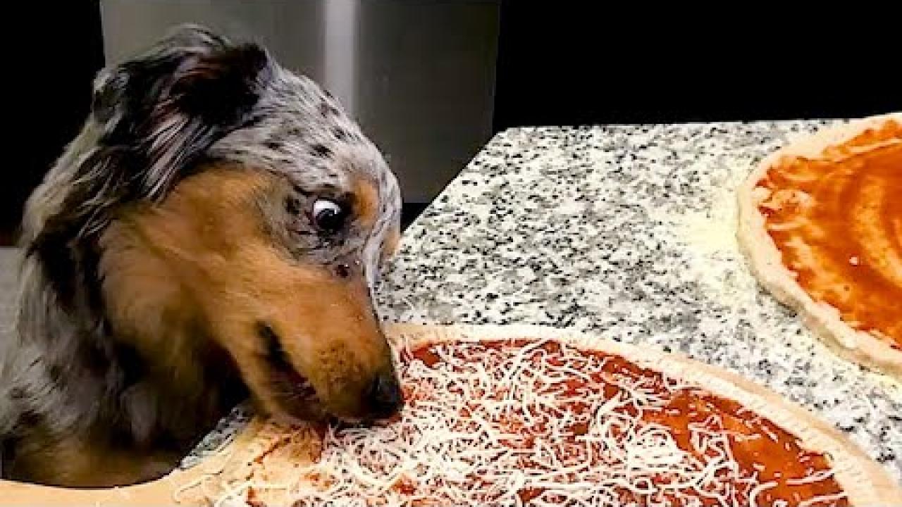 Embedded thumbnail for I migliori video (Parte 71) || ✪ Stern DuTube: video virali di animali 2025