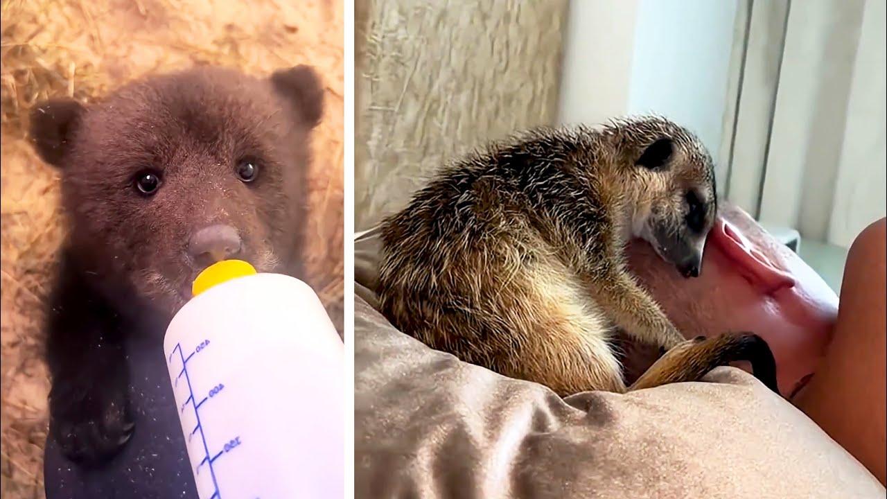 Embedded thumbnail for I migliori video del 2025 || ✪ Stern DuTube momenti insoliti