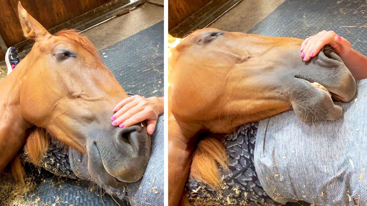 Embedded thumbnail for I migliori video del 2025 su Stern DuTube con trucchi esilaranti di cani