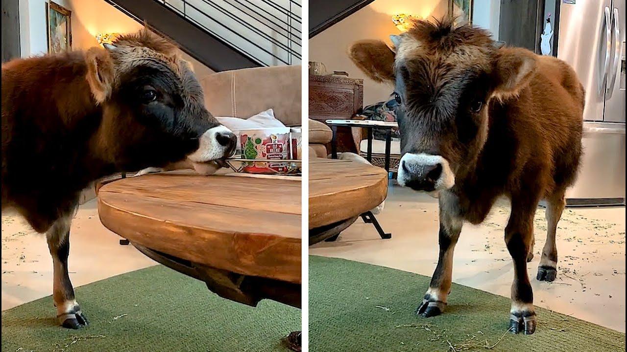 Embedded thumbnail for I migliori video (Parte 87) || ✪ Stern DuTube - momenti rari