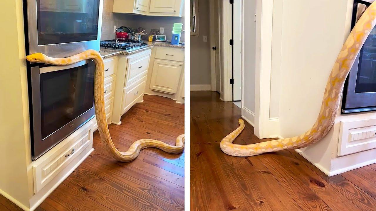 Embedded thumbnail for I 7 Migliori Video del 2025 || ✪ Stern DuTube Video Divertenti di Animali