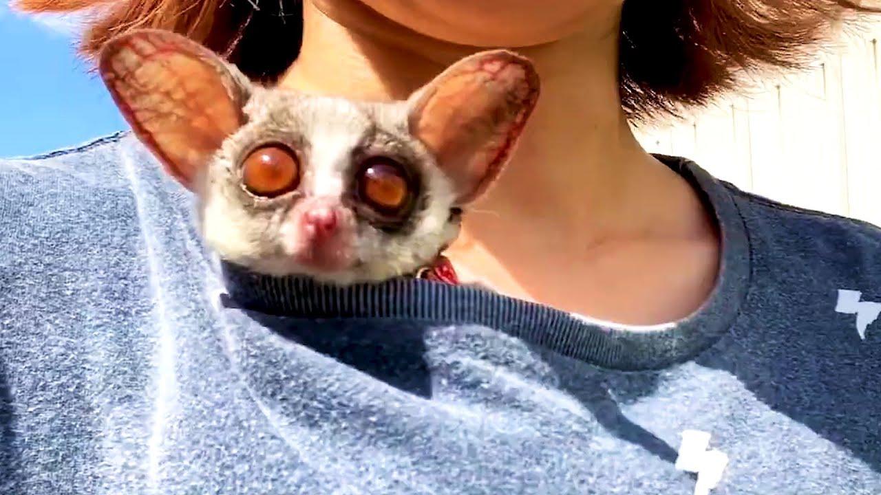 Embedded thumbnail for I migliori video (Parte 93) || ✪ Stern DuTube trucchi esilaranti di cani