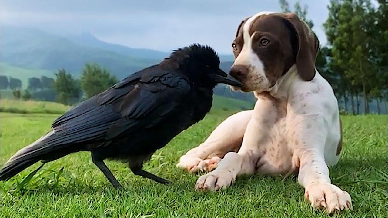 Embedded thumbnail for I migliori video di Stern DuTube (Parte 22) || Momenti rari da non perdere