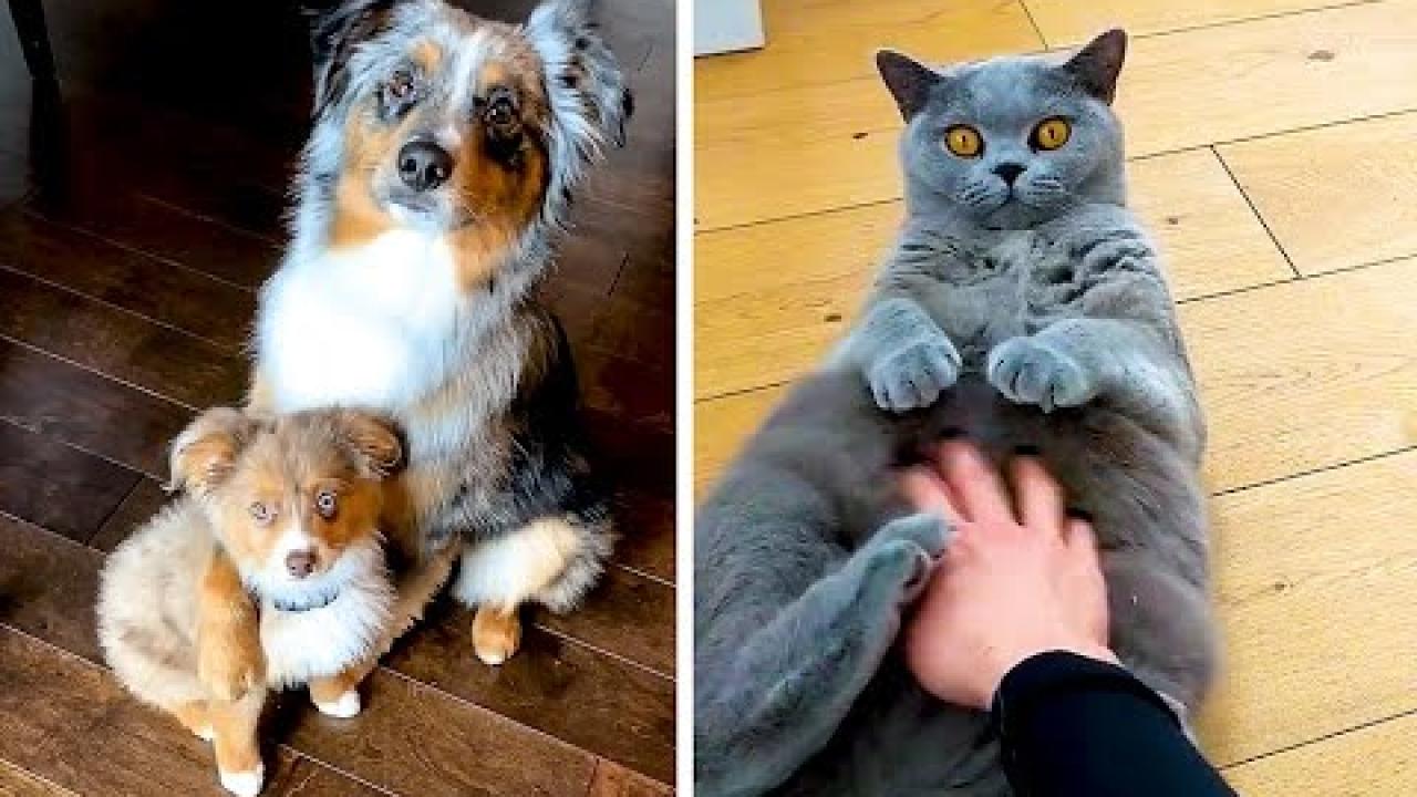 Embedded thumbnail for I migliori video Parte 4 || ✪ Stern DuTube: momenti insoliti da non perdere