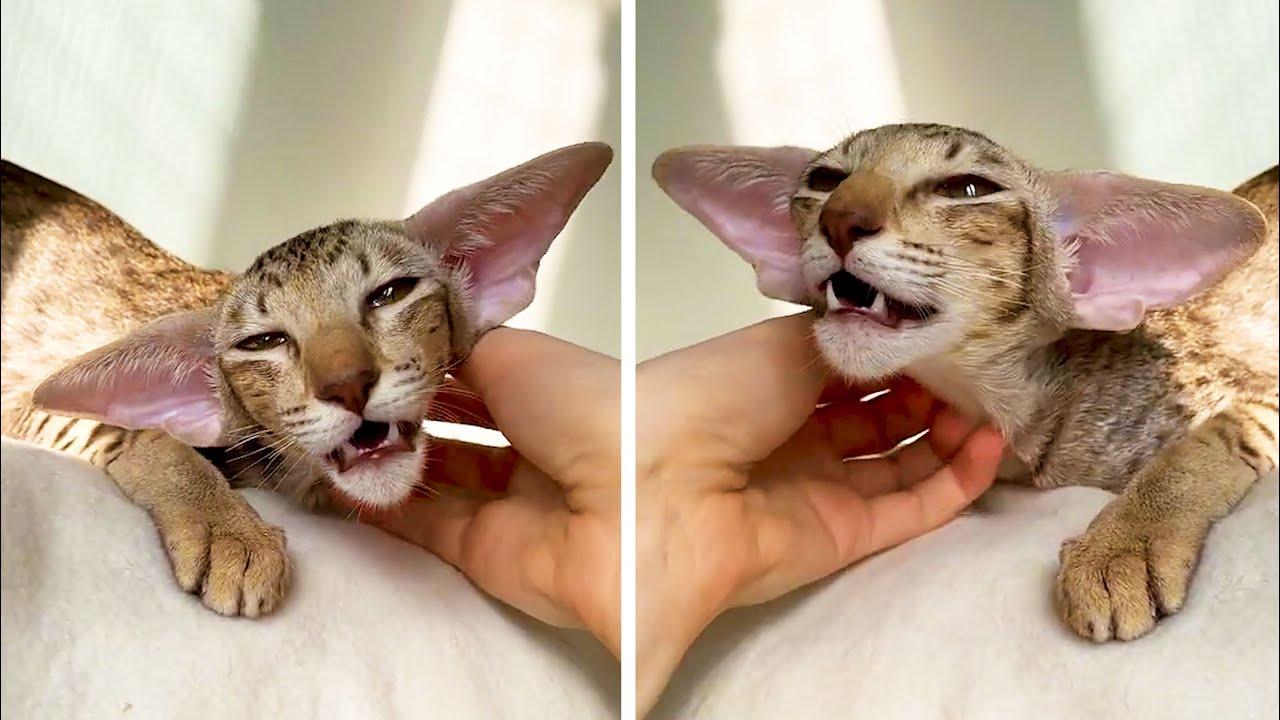 Embedded thumbnail for I migliori video del momento (Parte 116) || ✪ Stern DuTube clip virali di gatti