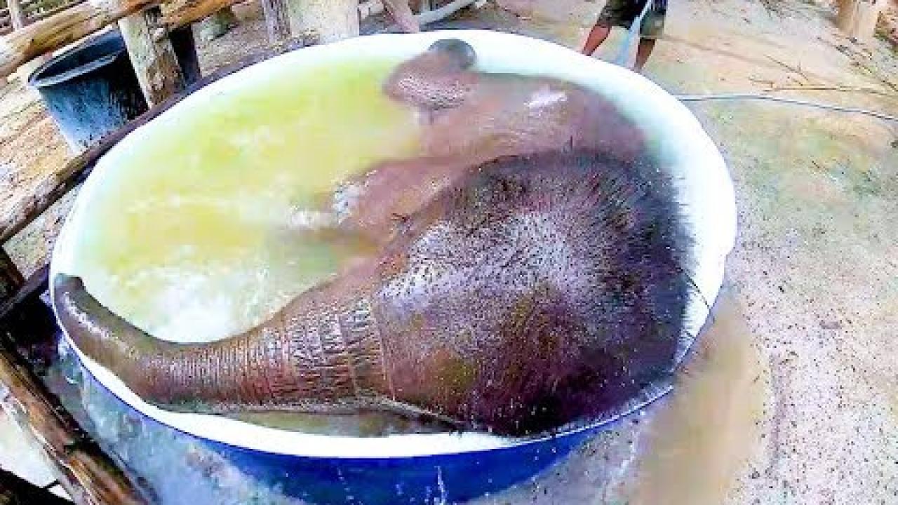 Embedded thumbnail for Best Videos Part 12 from Stern DuTube Featuring Adorable Dog Videos