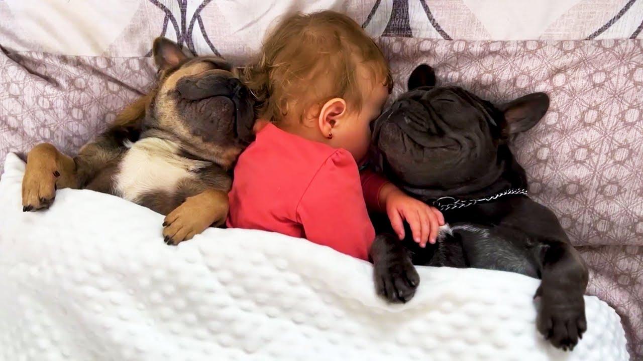 Embedded thumbnail for I 56 migliori video di sempre e le migliori compilazioni di video virali di animali 2025