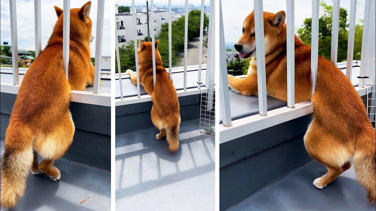 Embedded thumbnail for I migliori video del 2023 (Parte 72) || ✪ Stern DuTube | video di gatti divertenti