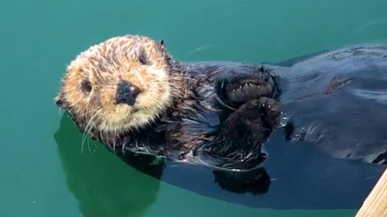 Embedded thumbnail for I migliori video Parte 70 || ✪ Stern DuTube con momenti di falli di cani divertenti