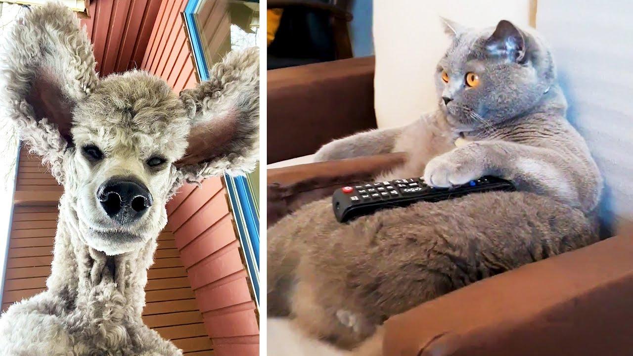 Embedded thumbnail for I migliori video del 2024 (Parte 29) || ✪ Stern DuTube - Errori esilaranti da non perdere