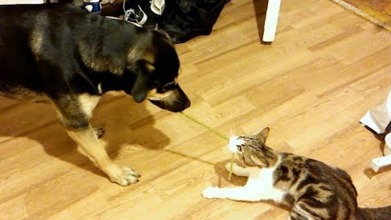 Embedded thumbnail for Video Divertenti e Teneri di Animali (Parte 37) || ✪ Stern DuTube umorismo animale 2025