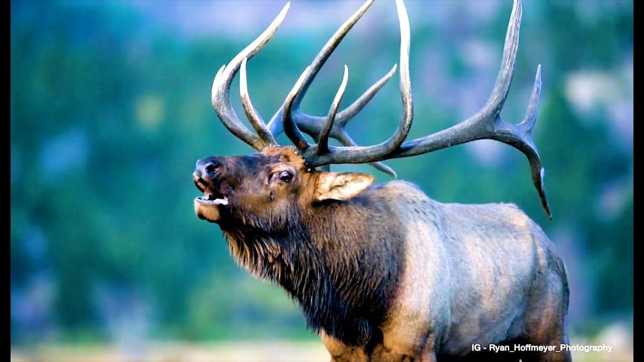 Embedded thumbnail for I migliori video del 2025 (Parte 34) || ✪ Stern DuTube video virali di animali 2025