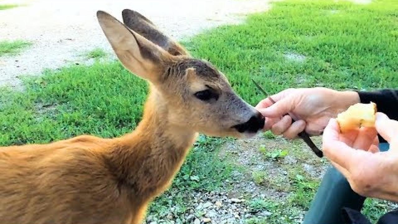 Embedded thumbnail for Coole Videos #349 || ✪ Stern DuTube: I momenti più dolci di animali carini che ti faranno sorridere