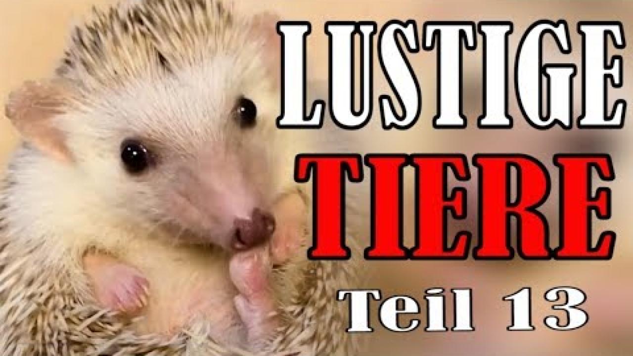 Embedded thumbnail for Video divertenti di animali dolci e buffi Parte 13 || ✪ Stern DuTube momenti insoliti