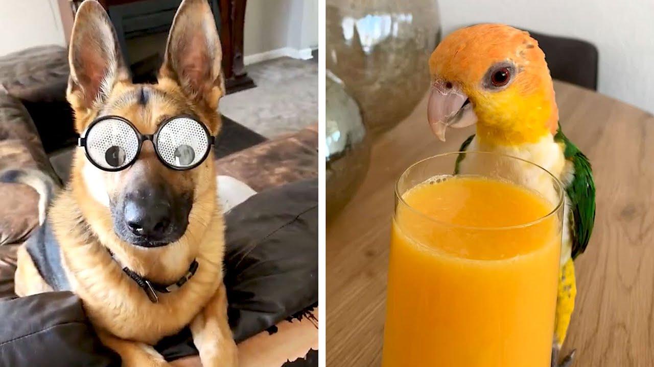 Embedded thumbnail for I migliori video del 2022 (Parte 65) || ✪ Stern DuTube trucchi esilaranti di cani