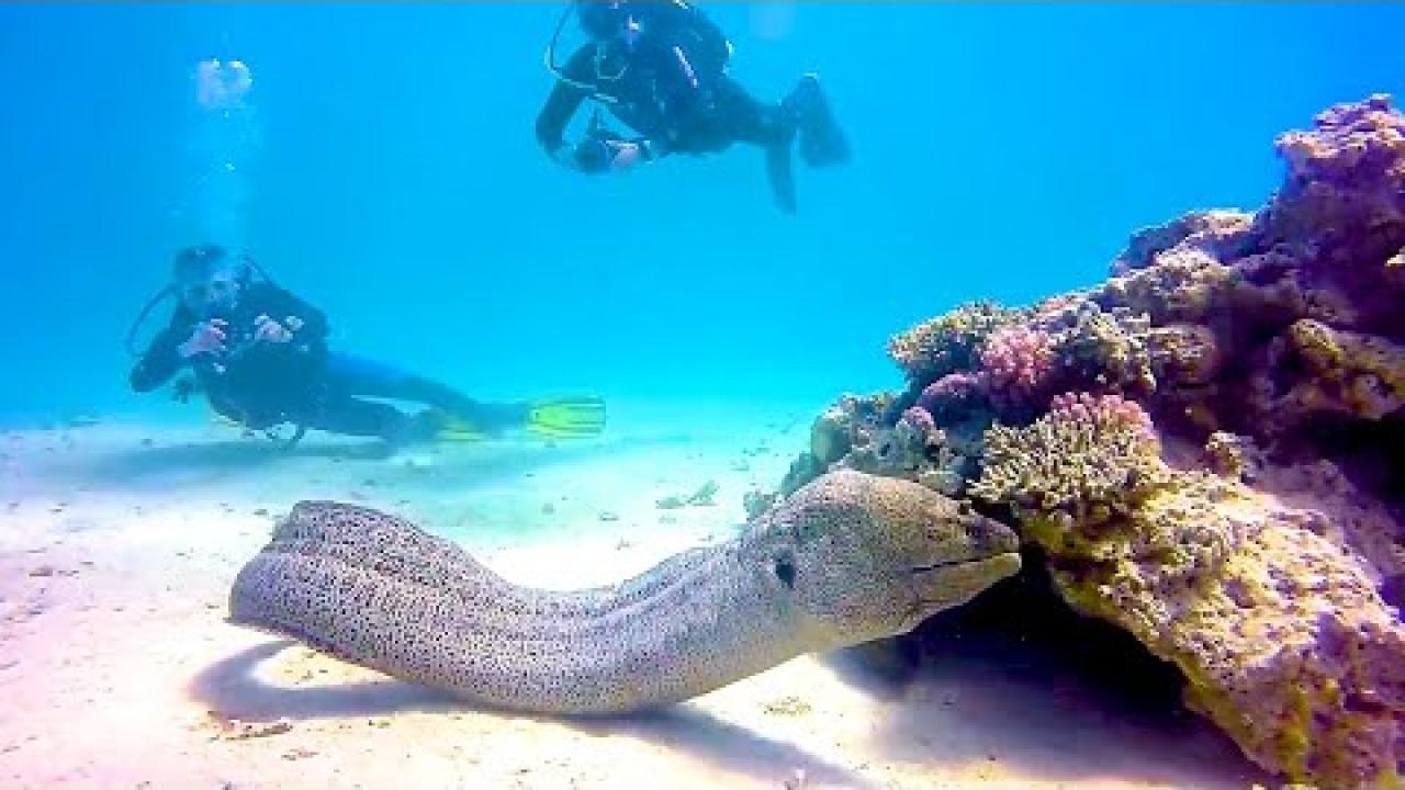 Embedded thumbnail for I Migliori Video di Sempre Parte 5 | Video Virali di Animali 2025