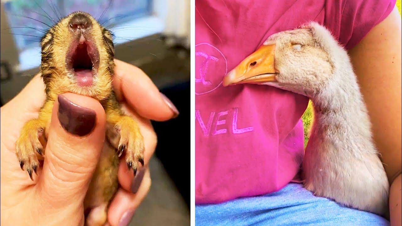 Embedded thumbnail for I migliori video del 2023 (Parte 63) || ✪ Stern DuTube momenti di falli di cani