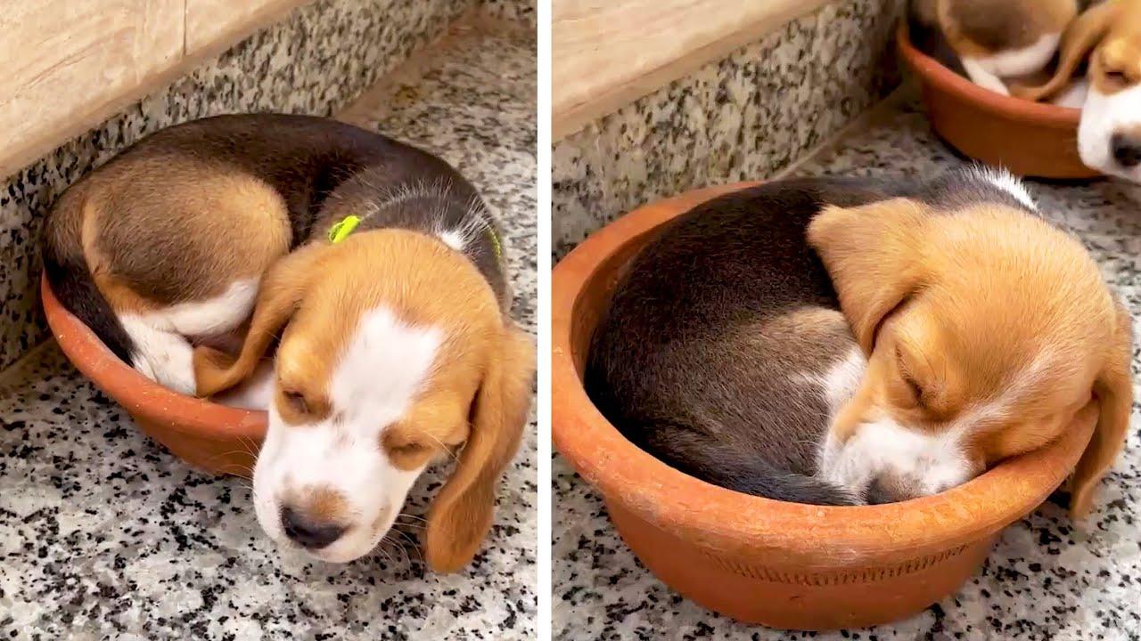 Embedded thumbnail for I migliori video del 2025 con Stern DuTube - Video virali da non perdere