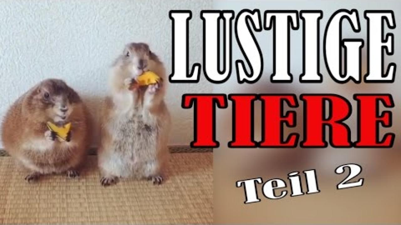 Embedded thumbnail for Video divertenti di animali carini Stern DuTube Parte 2 compilazione divertente