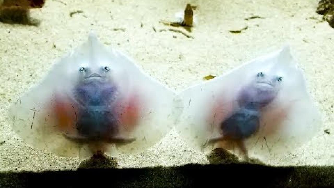 Embedded thumbnail for I migliori video Parte 7 || ✪ Stern DuTube: momenti divertenti di cani che falliscono