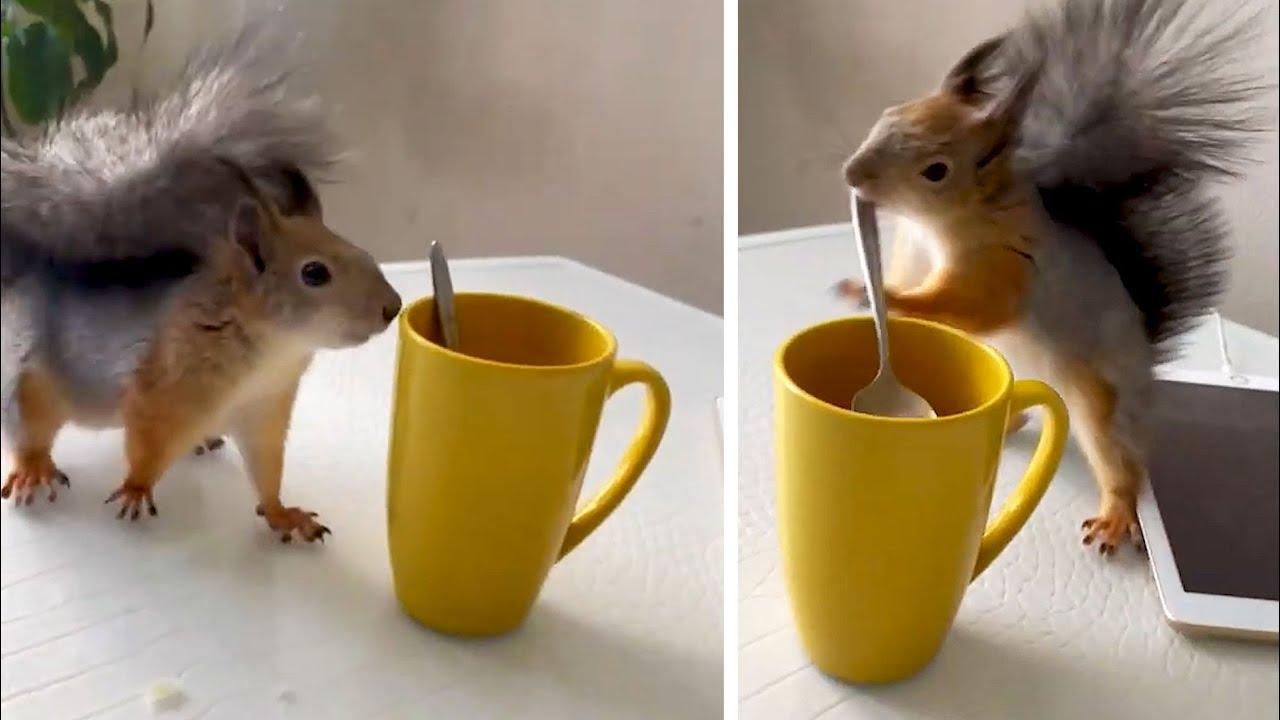 Embedded thumbnail for I migliori video del 2022 (Parte 10) | Trucchi esilaranti di cani su Stern DuTube