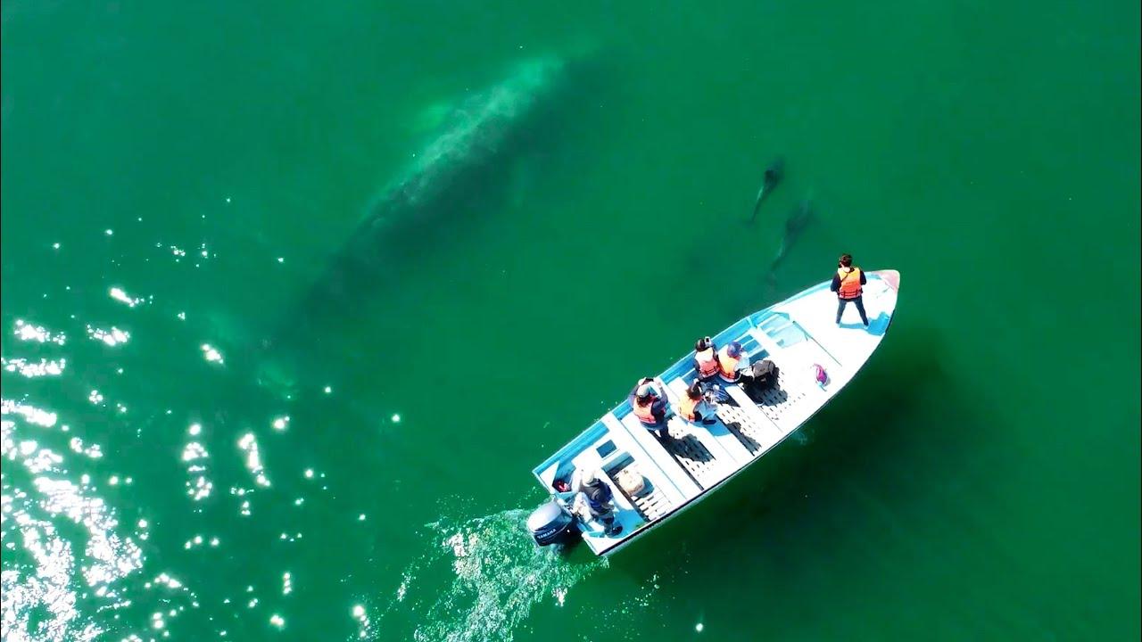 Embedded thumbnail for The Best Videos Part 117 | Stern DuTube Compilation with Funny Cat Videos