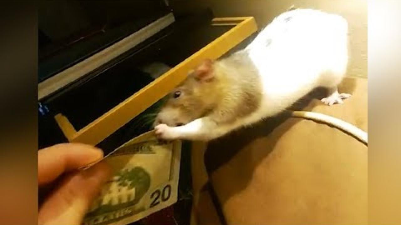 Embedded thumbnail for Gib mir Dein Geld: Coole Videos #309 con Animali Divertenti | ✪ Stern DuTube umorismo animale 2025