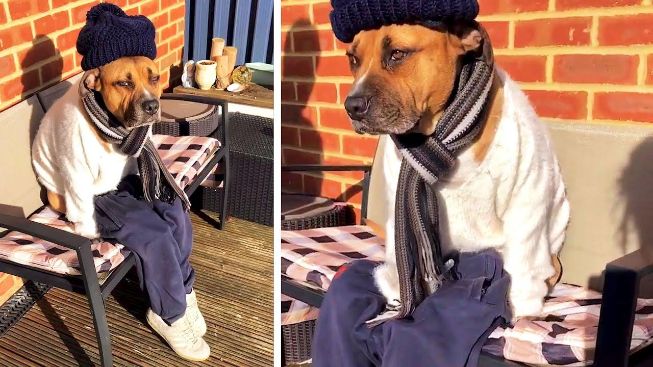 Embedded thumbnail for I migliori video del 2023 (Parte 65) | Stern DuTube: video di gatti divertenti