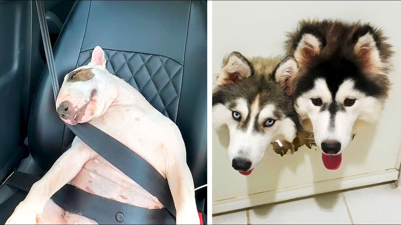 Embedded thumbnail for I migliori video 2023 (Parte 87) || ✪ Stern DuTube - Errori esilaranti da non perdere