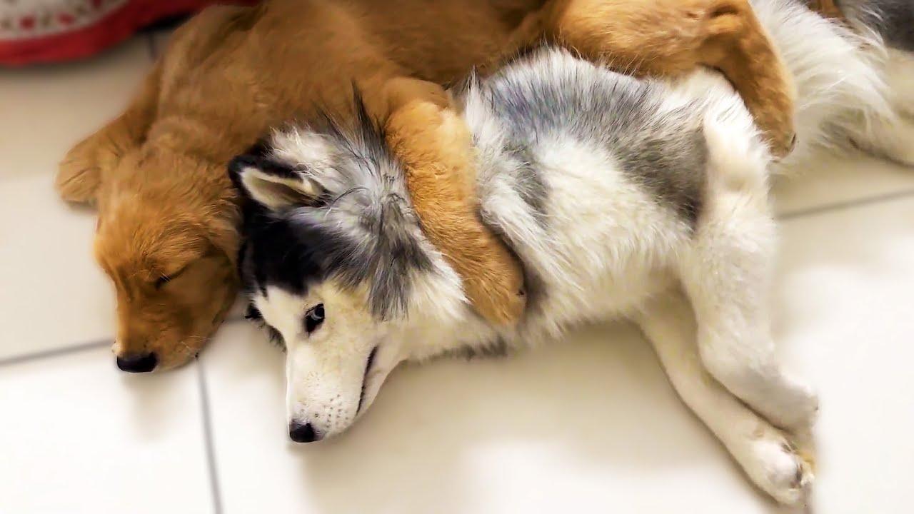 Embedded thumbnail for I migliori video del 2024 (Parte 37) || ✪ Stern DuTube momenti carini di animali