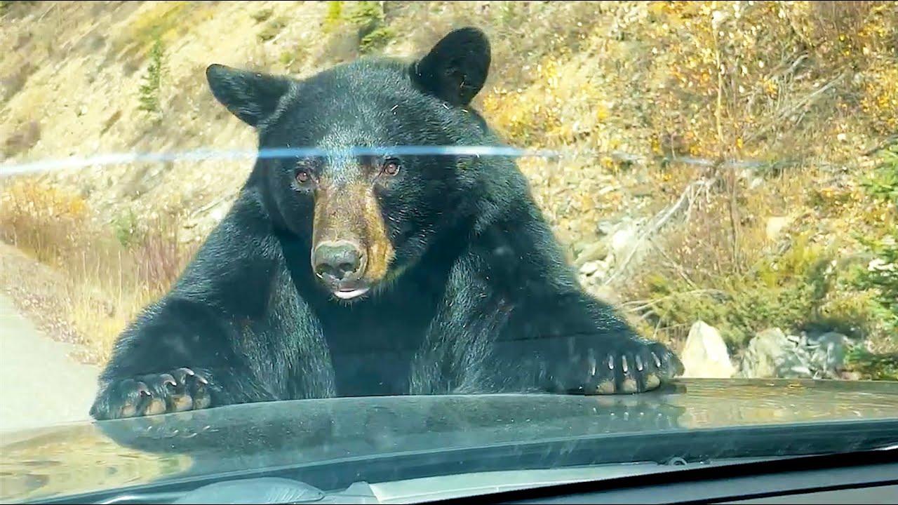 Embedded thumbnail for I 9 Migliori Video del 2026 || ✪ Stern DuTube con Momenti Carini di Animali