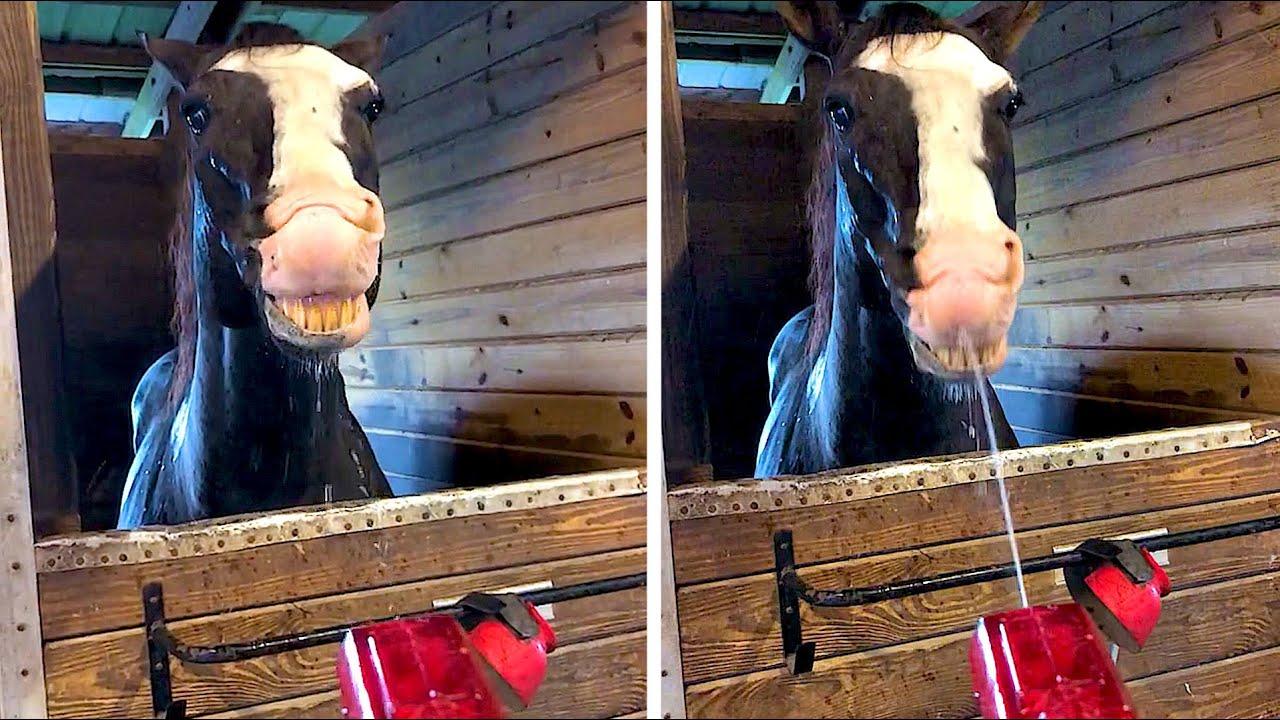 Embedded thumbnail for I migliori video parte 130 || ✪ Stern DuTube 🎄🎁 momenti di falli di cani