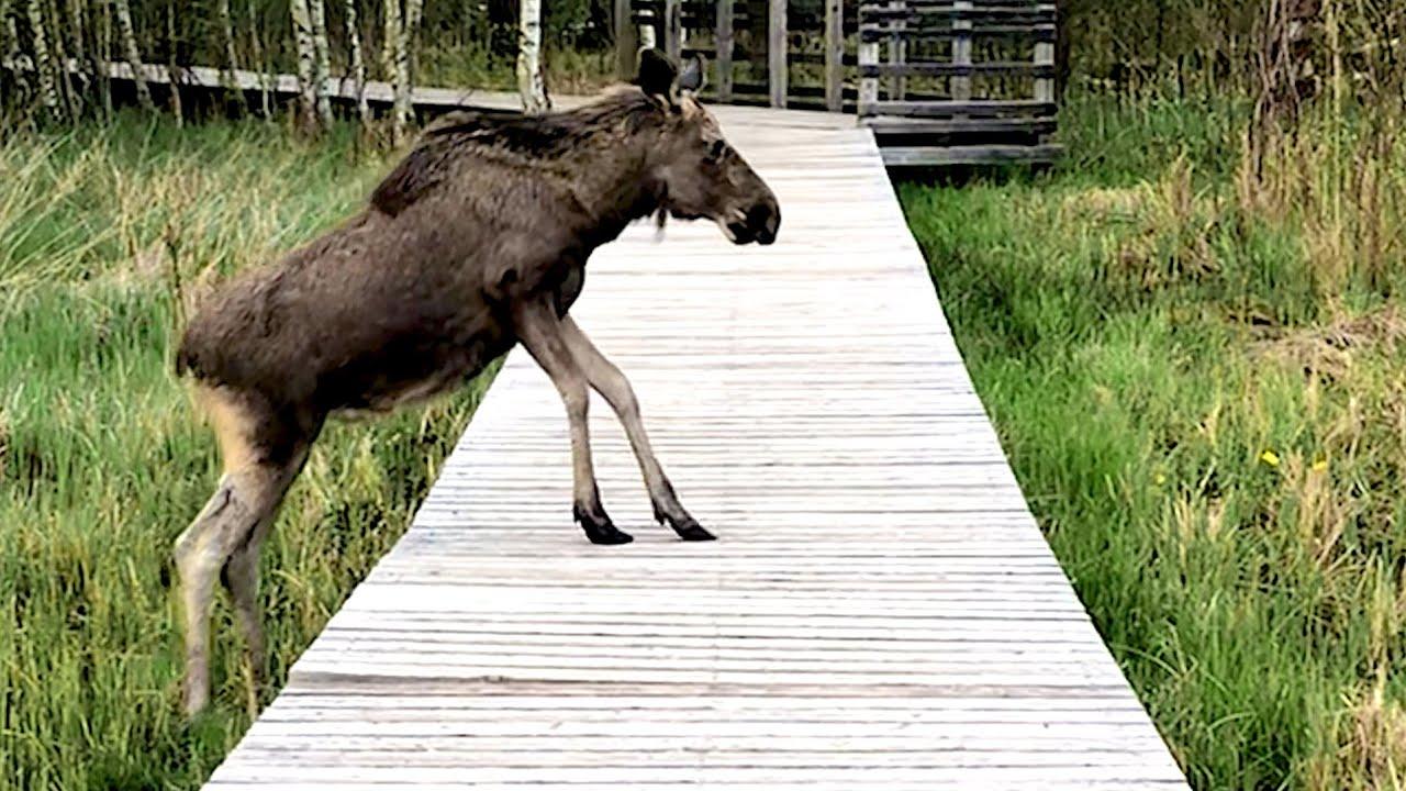 Embedded thumbnail for I migliori video del 40° episodio || ✪ Stern DuTube: momenti di falli di cani da non perdere