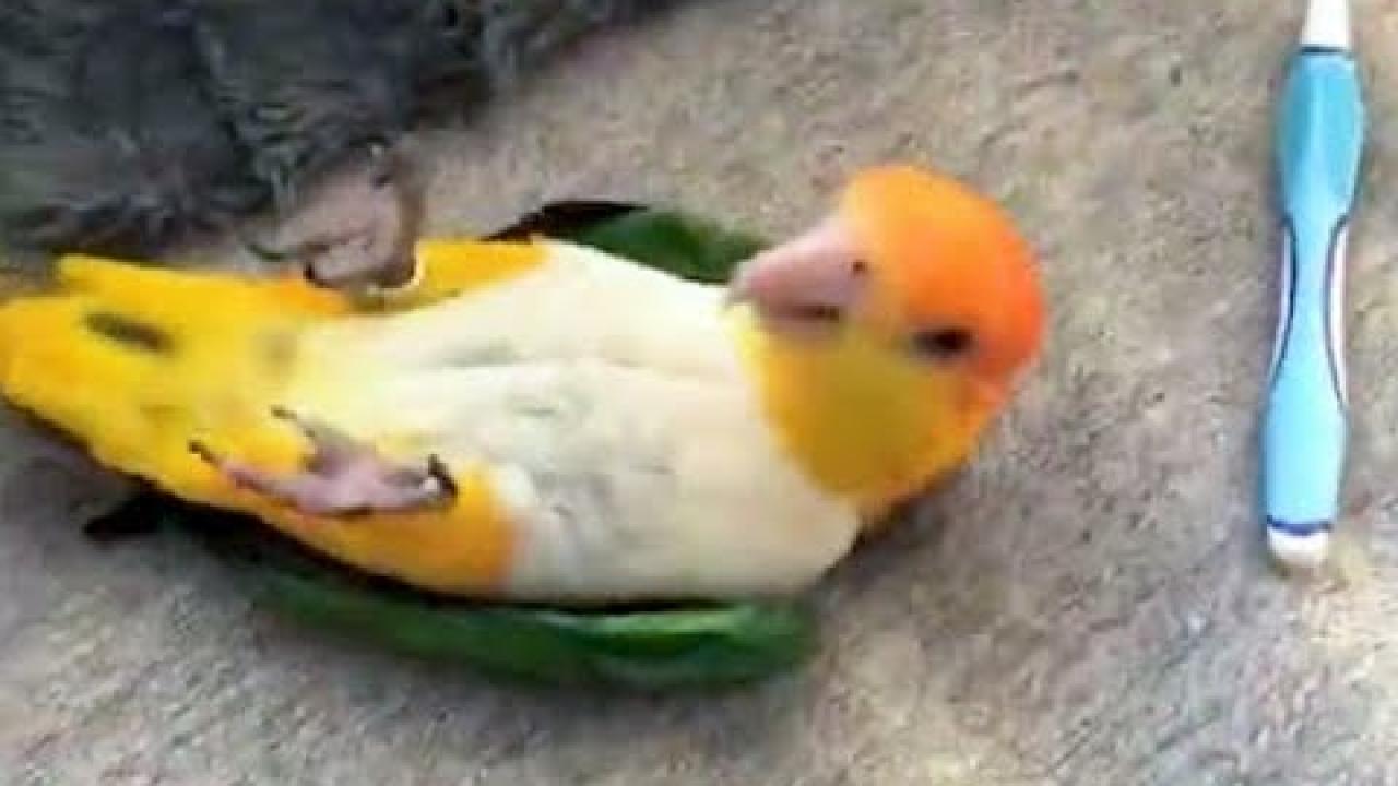 Embedded thumbnail for I migliori video di animali del 2025 || Die besten Videos (Teil 16) || ✪ Stern DuTube.video virali di animali 